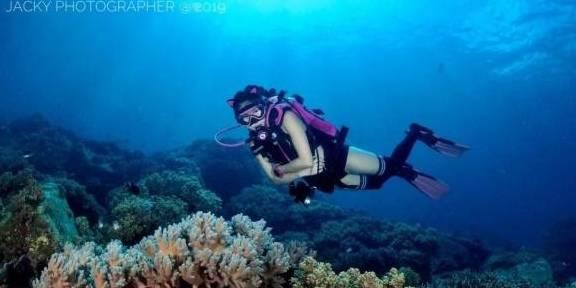鲨鱼比海豚体型大,为什么不吃海豚?-专业知识问答网页
